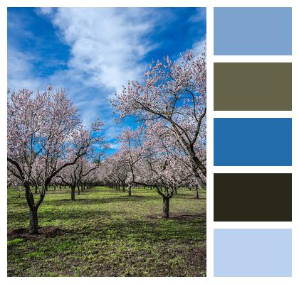 Park Spring Almond Tree Image